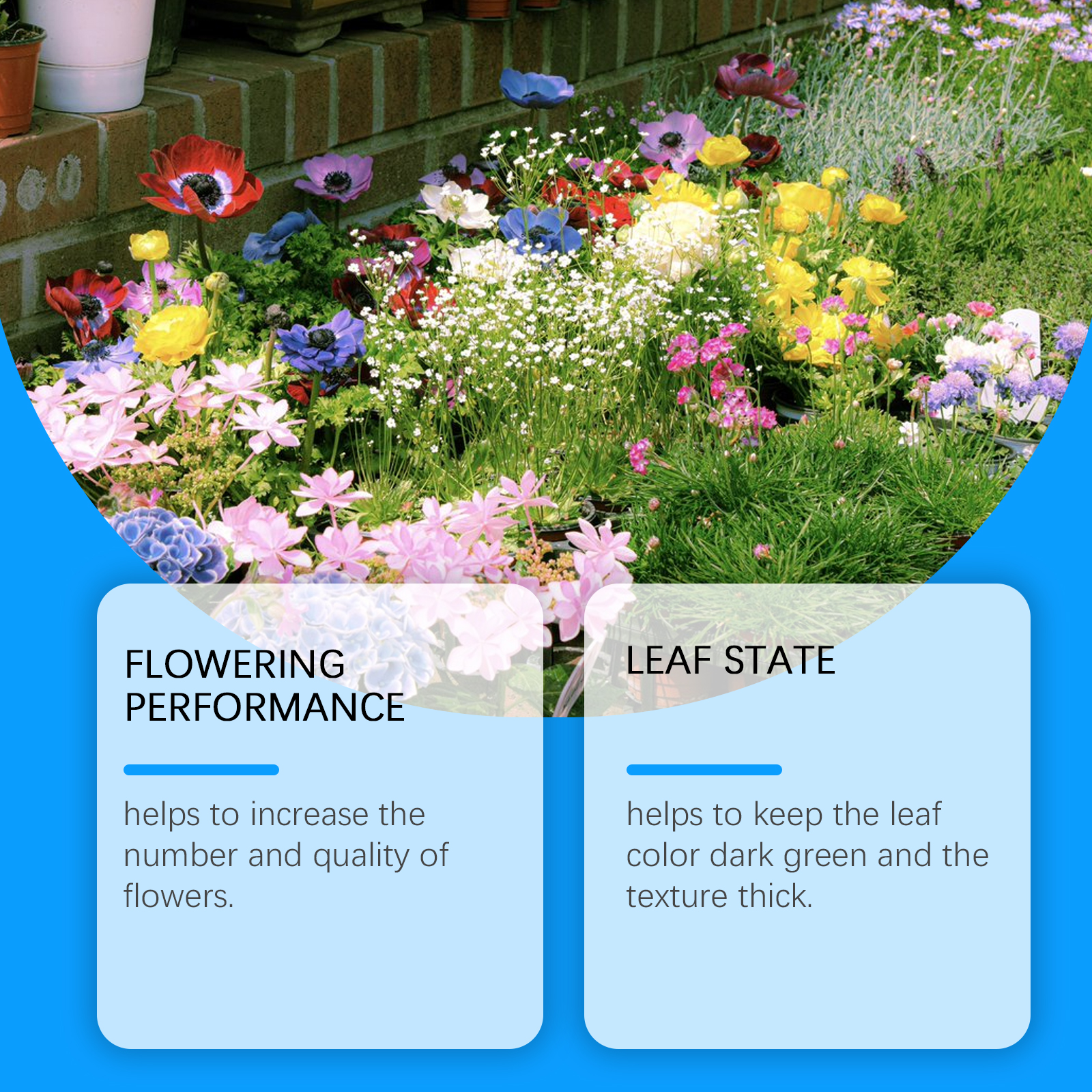 Flower Nutrient Solution Liqui - огляд і ціна Nutrition & Fitness Coaching Fulham